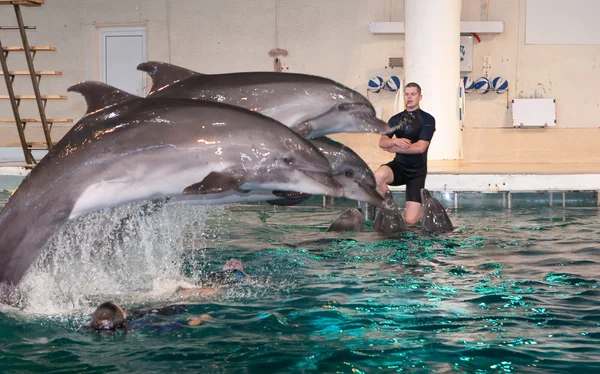 Spettacolo di delfini nel delfinario — Foto Stock