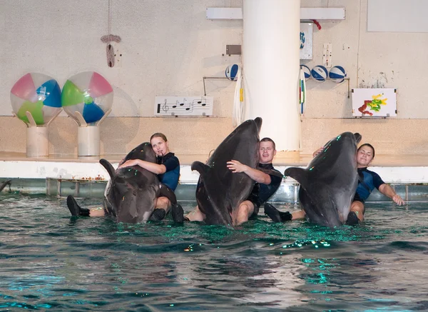 Dolphinarium yunus gösterisi — Stok fotoğraf