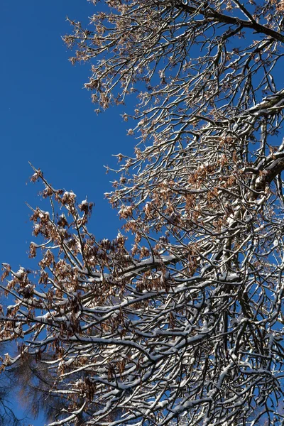 Ramos de árvores nevadas — Fotografia de Stock