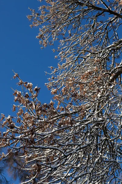 Besneeuwde boomtakken — Stockfoto