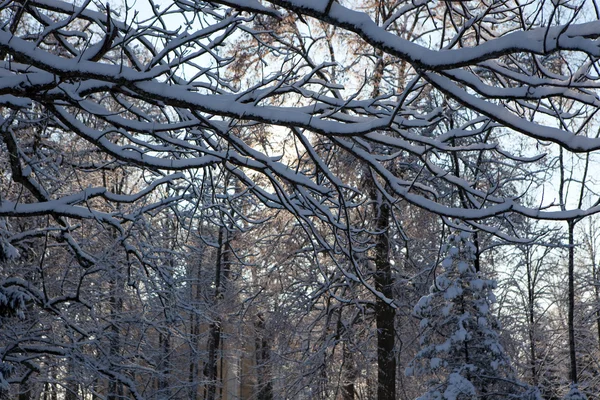Ramos de árvores nevadas — Fotografia de Stock