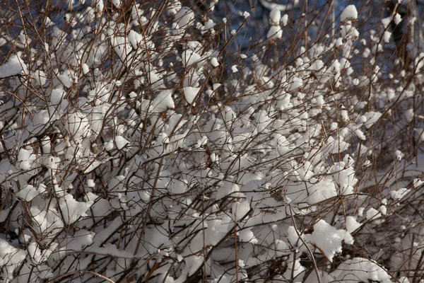 Sneeuw caps van struiken — Stockfoto