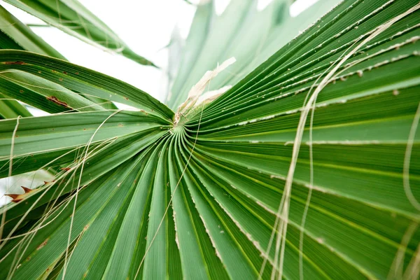 Palm tree levél Vértes — Stock Fotó