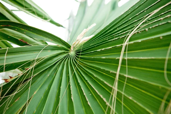 Feuille de palmier gros plan — Photo