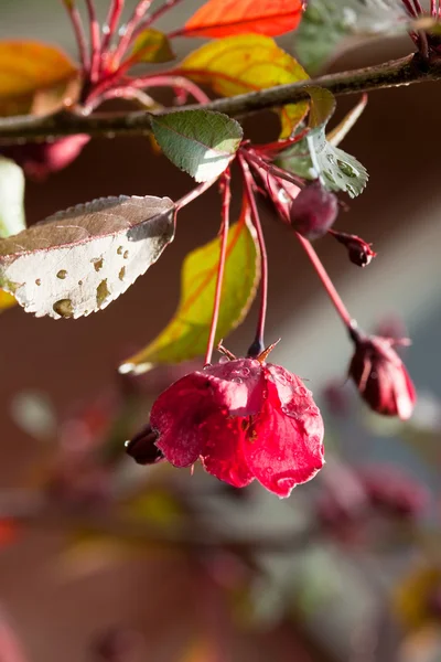 Flores de maçã — Fotografia de Stock