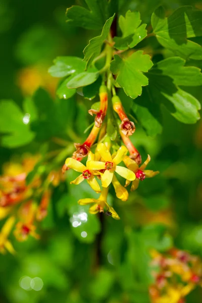 Blossoms of the gooseberry — Stock Photo, Image