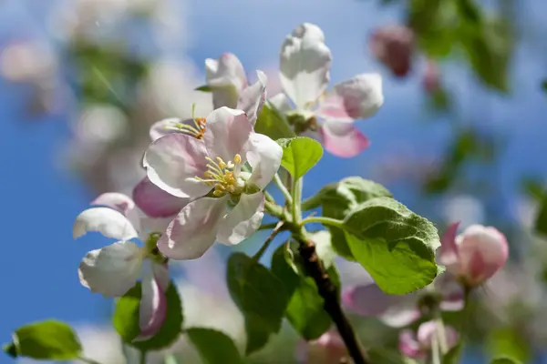 Manzanas en flor —  Fotos de Stock