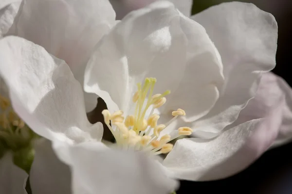 Apple blommar — Stockfoto