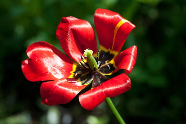 Tulipano deflorato — Foto Stock