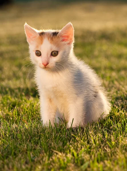 Gatinho pequeno — Fotografia de Stock