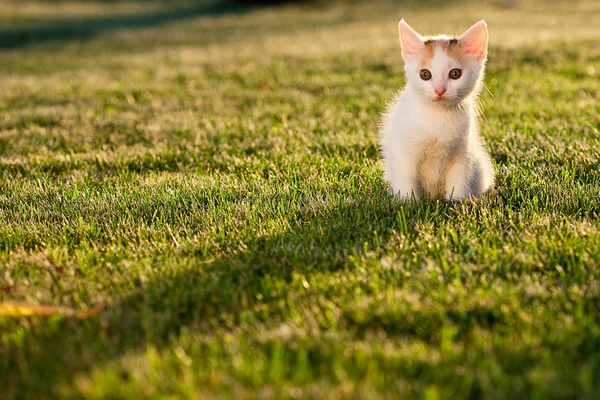 Küçük yavru kedi — Stok fotoğraf