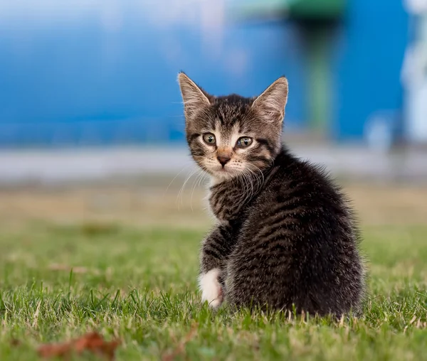 Невеликий кошеня — стокове фото