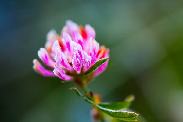 Red clover (Trifolium pratense) with hoarfrost — Stock Photo, Image