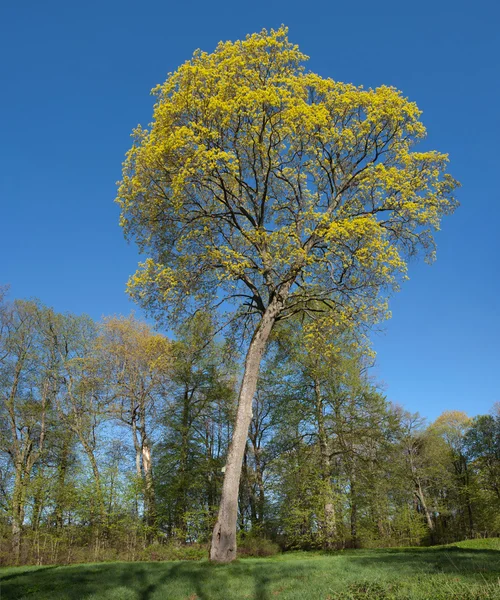 Maple da Noruega (Acer platanoides ) — Fotografia de Stock