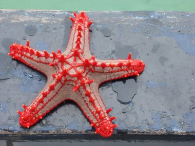 Red-knobbed starfish clipart