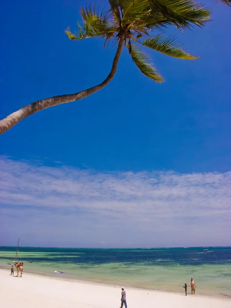 Palmera — Foto de Stock