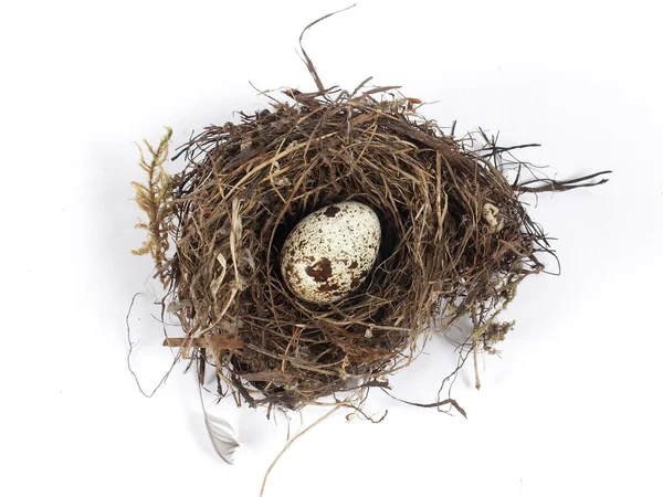 Nest with one spotted egg Royalty Free Stock Images