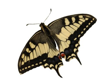 Eski Dünya swallowtail