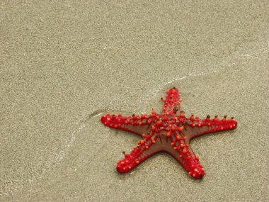 Red-knobbed starfish (Protoreaster linckii) clipart