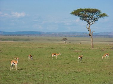 Thomson'ın ceylan (Gazella thomsonii)