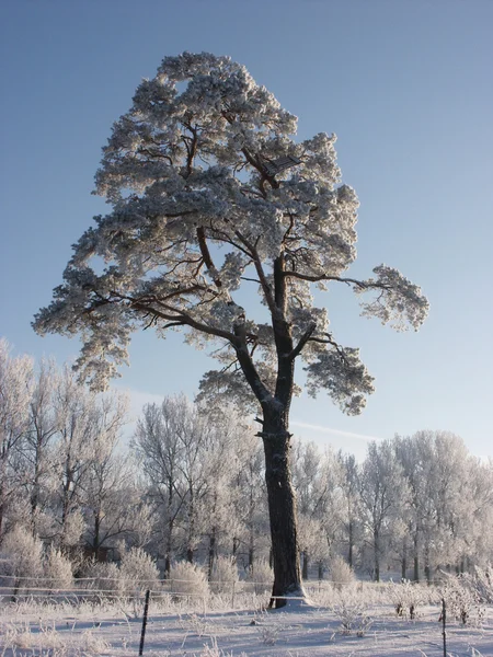 Paesaggio invernale con albero — Foto Stock