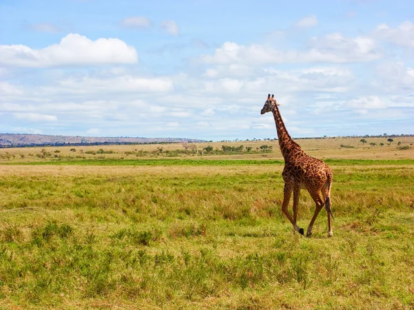 Masai zürafa (zürafa camelpardalis tippelskirchi) — Stok fotoğraf