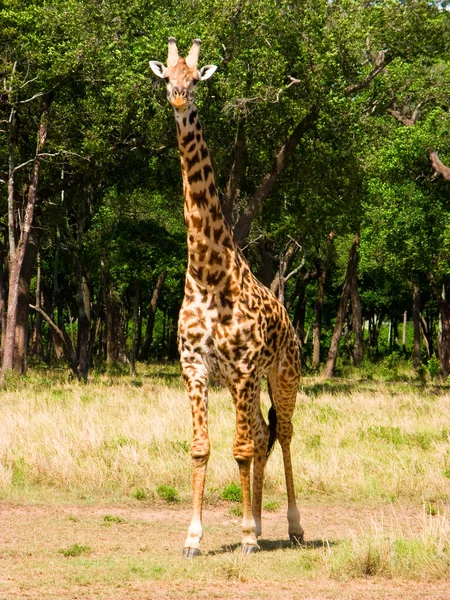 Masai girafa (Giraffa camelpardalis tippelskirchi ) — Fotografia de Stock