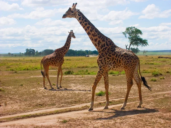 Masai girafa (Giraffa camelpardalis tippelskirchi ) — Fotografia de Stock