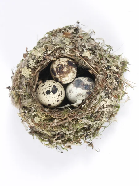 Nest with three spotted eggs Stock Photo