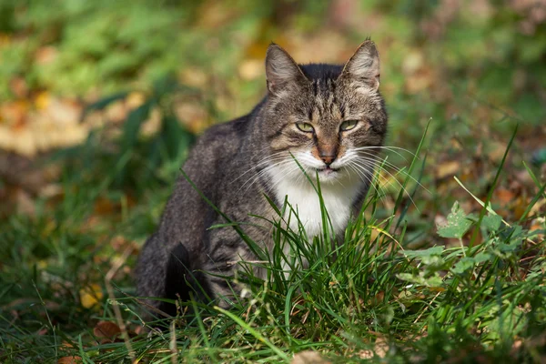 Gatto grigio — Foto Stock