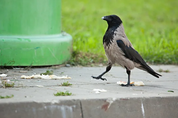 Trots hooded crow — Stockfoto
