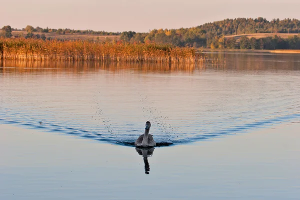 Juveniele van Knobbelzwaan — Stockfoto