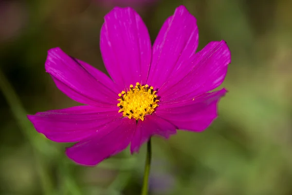 Kosmos bipinnatus — Stockfoto