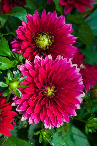 Red Dahlias — Stock Photo, Image