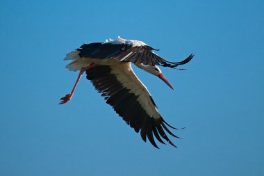 Beyaz leylek (Ciconia ciconia)