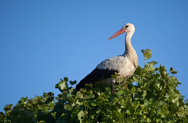 Čáp bílý (Ciconia ciconia) — Stock fotografie