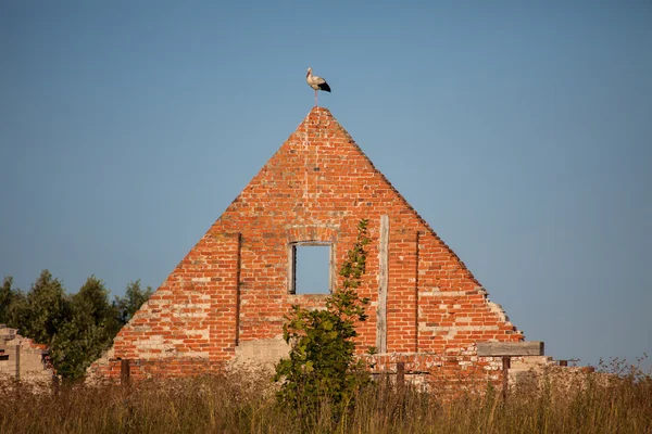 Witte ooievaar (Ciconia ciconia)) — Stockfoto