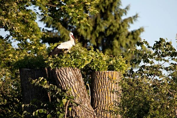 Witte ooievaar (Ciconia ciconia)) — Stockfoto