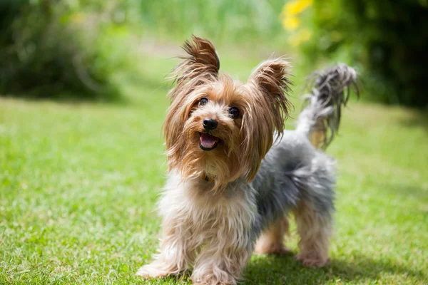 约克夏犬 — 图库照片