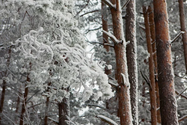 Verschneiter Winterwald — Stockfoto