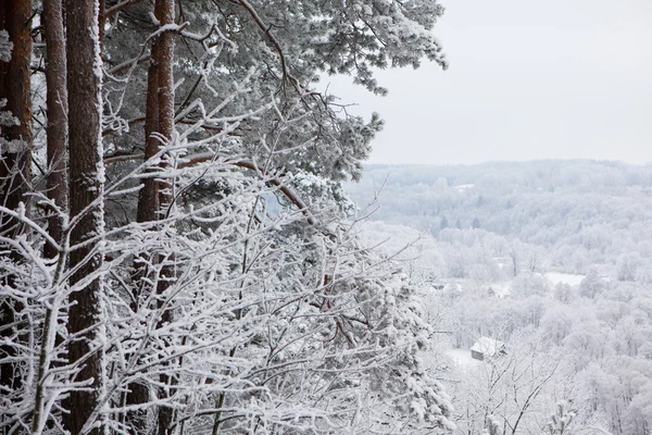 Foresta invernale innevata — Foto Stock