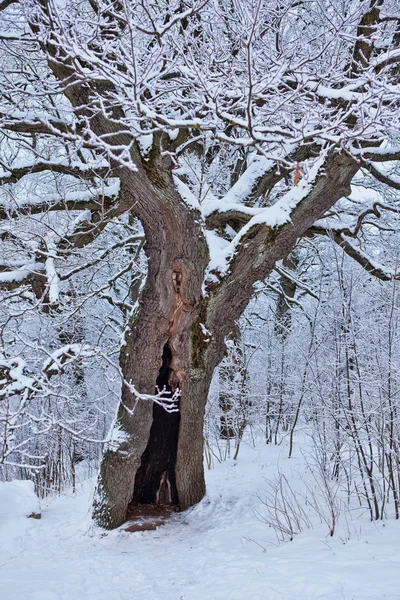 Roble viejo en invierno —  Fotos de Stock