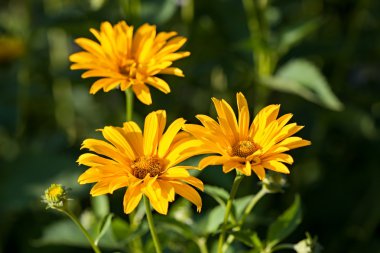Oxe göz (Heliopsis scabra)