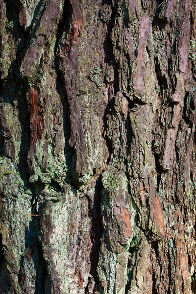 Ağaç kabuğu dokusu — Stok fotoğraf