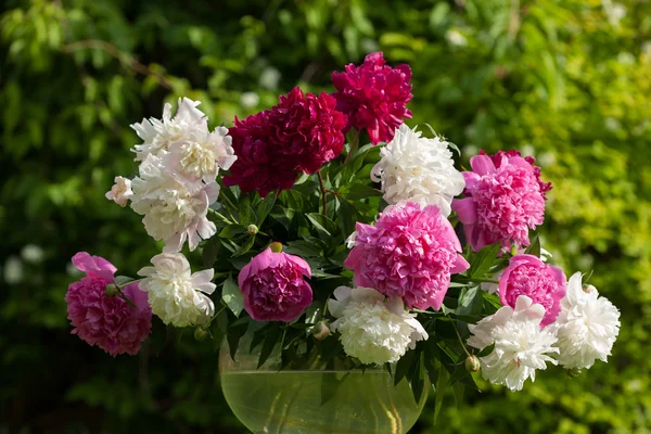 Peonia bouquet — Foto Stock