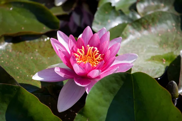 Waterlily — Stock Photo, Image