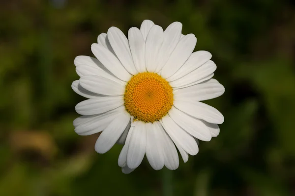 Oxeye daisy — Stock Photo, Image