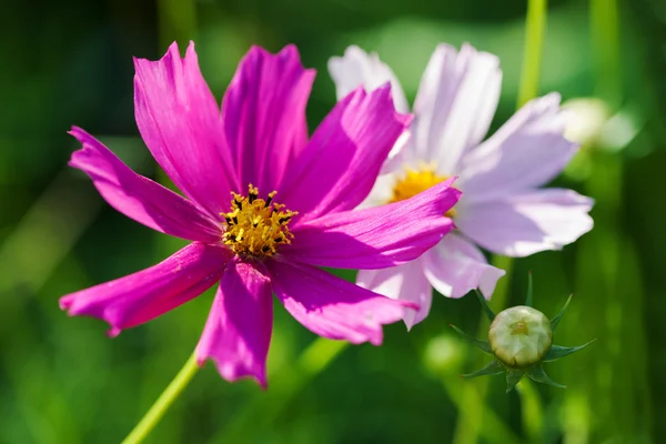 Mexican Aster — Stock Photo, Image