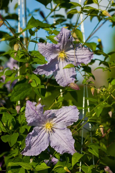 Clematis — Stockfoto