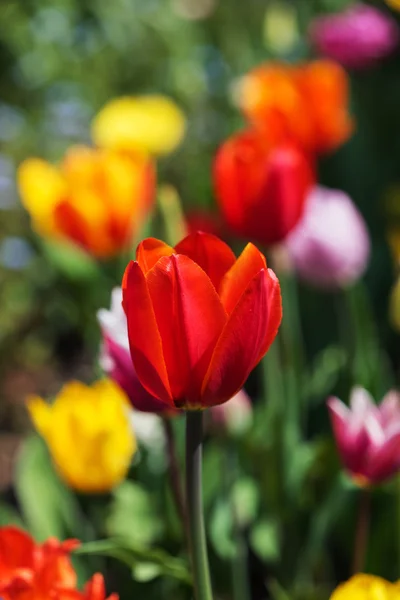 Tulipani in primavera — Foto Stock